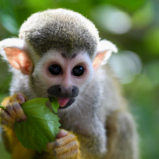 Ever Been Monkey-Branched? This Relationship Trend Is Troubling, Not Cute